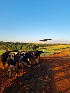 brazil cows and camera at sunset